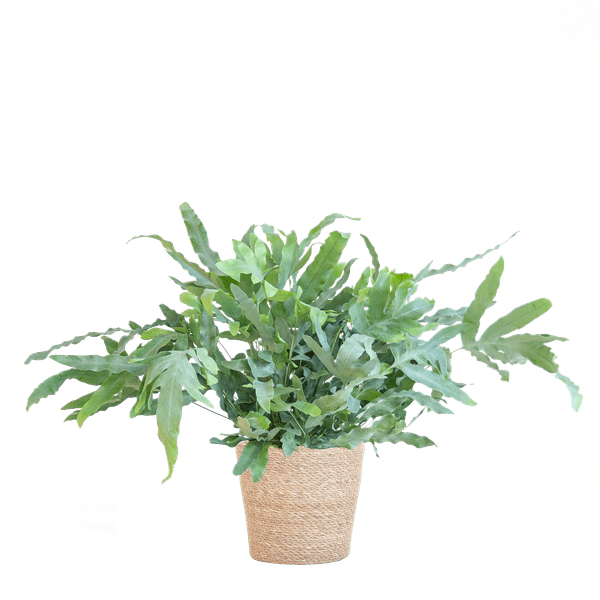 Phlebodium Aureum Blue Star met pot 5 - LushLeaf | Online planten bestellen