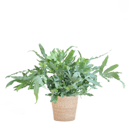Phlebodium Aureum Blue Star met pot 5 - LushLeaf | Online planten bestellen