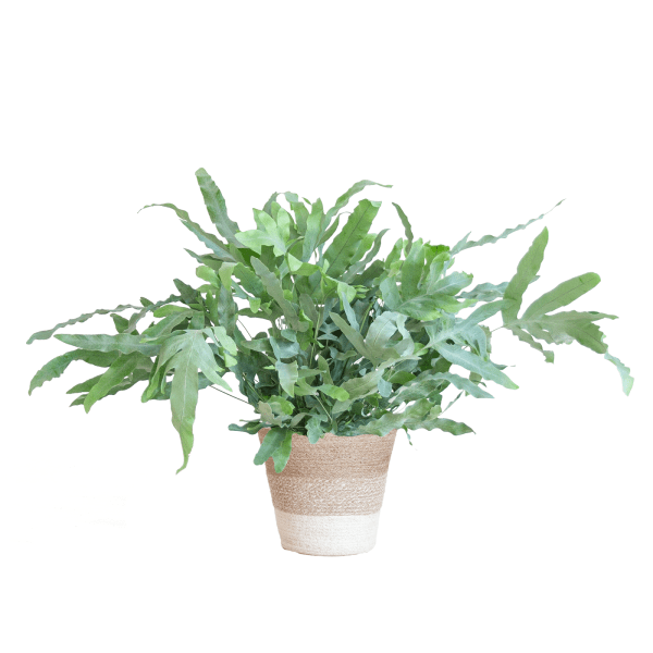 Phlebodium Aureum Blue Star met pot 1 - LushLeaf | Online planten bestellen