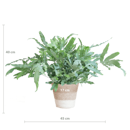 Phlebodium Aureum Blue Star met pot 3 - LushLeaf | Online planten bestellen