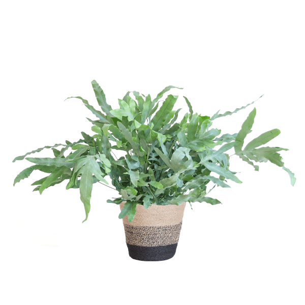 Phlebodium Aureum Blue Star met pot 5 - LushLeaf | Online planten bestellen