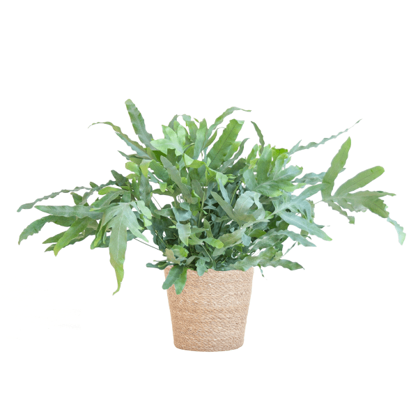 Phlebodium Aureum Blue Star met pot 6 - LushLeaf | Online planten bestellen