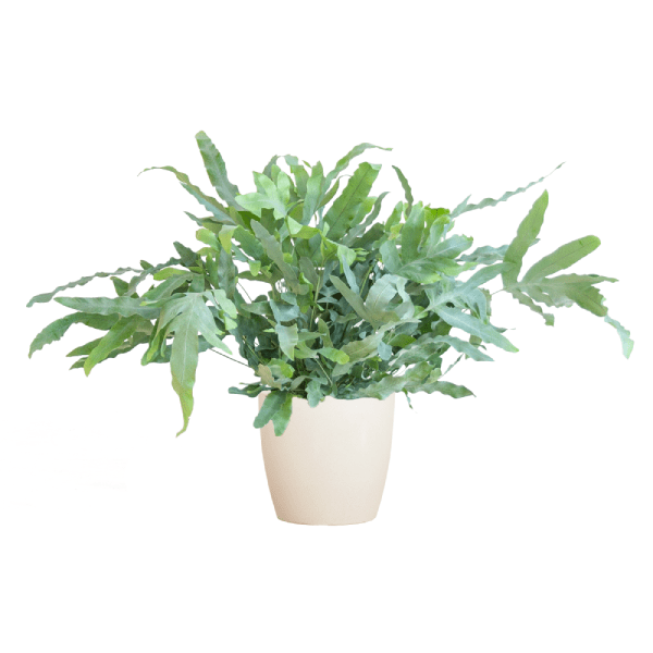 Phlebodium Aureum Blue Star met pot 7 - LushLeaf | Online planten bestellen