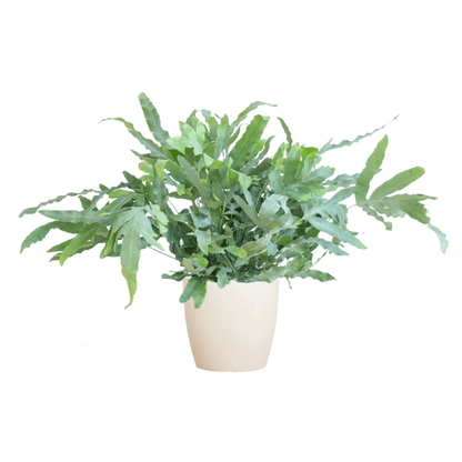 Phlebodium Aureum Blue Star met pot 7 - LushLeaf | Online planten bestellen