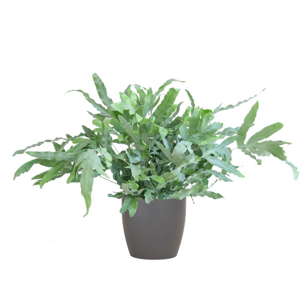Phlebodium Aureum Blue Star met pot 8 - LushLeaf | Online planten bestellen