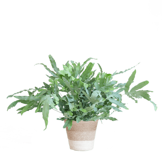Phlebodium Aureum Blue Star met pot 1 - LushLeaf | Online planten bestellen