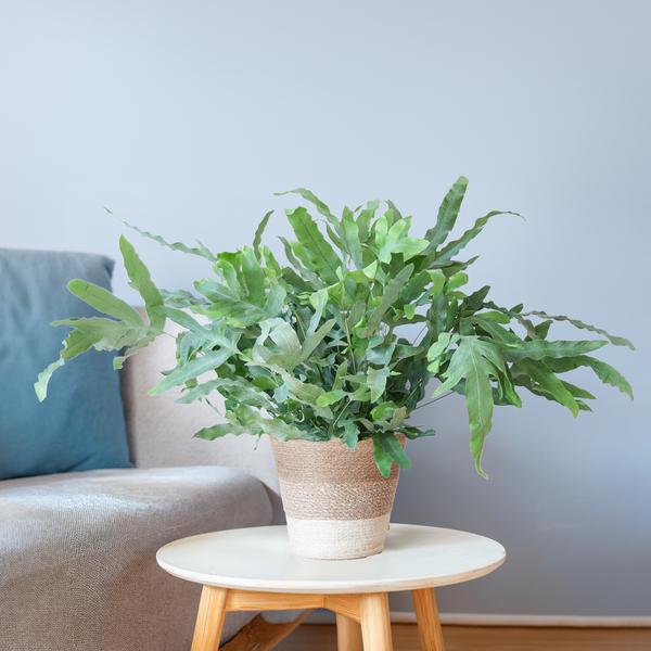 Phlebodium Aureum Blue Star met pot 3 - LushLeaf | Online planten bestellen