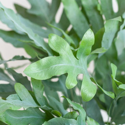 Phlebodium Aureum Blue Star met pot 2 - LushLeaf | Online planten bestellen