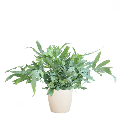 Phlebodium Aureum Blue Star met pot 6 - LushLeaf | Online planten bestellen