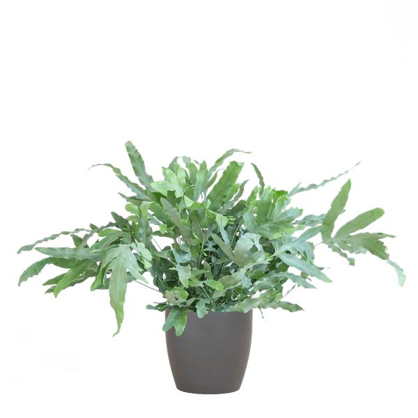 Phlebodium Aureum Blue Star met pot 7 - LushLeaf | Online planten bestellen