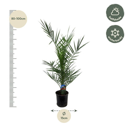 Phoenix Canariensis 4 - LushLeaf | Online planten bestellen