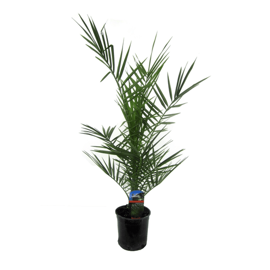 Phoenix Canariensis 1 - LushLeaf | Online planten bestellen