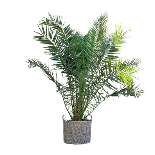Phoenix Canariensis | XL 1 - LushLeaf | Online planten bestellen