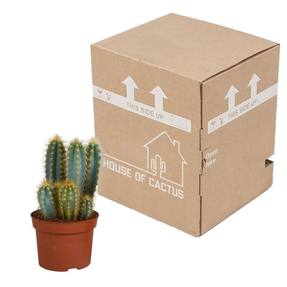 Pilosocereus azureus 3 - LushLeaf | Online planten bestellen