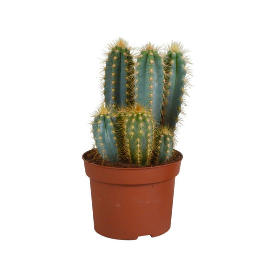 Pilosocereus azureus 1 - LushLeaf | Online planten bestellen