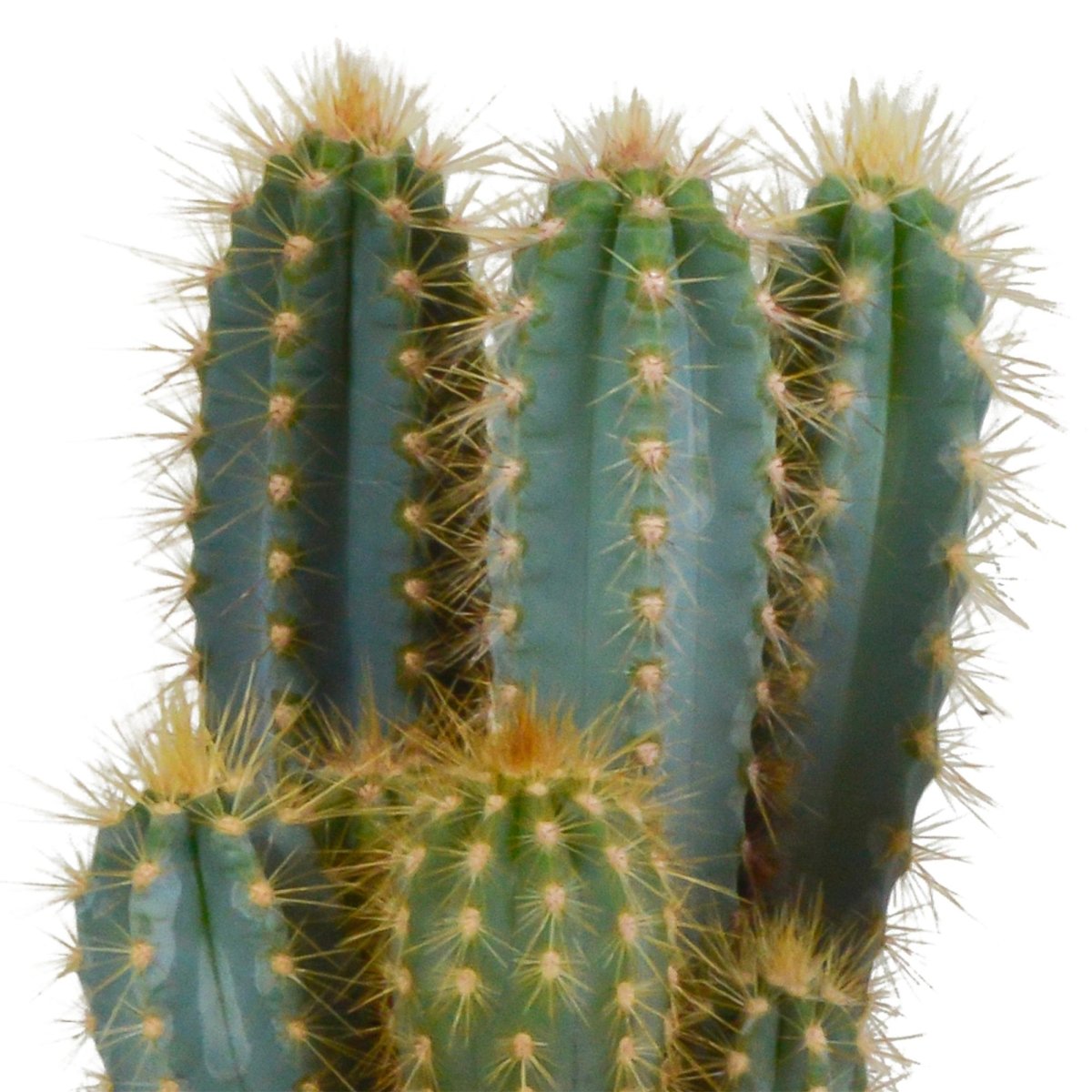 Pilosocereus azureus 2 - LushLeaf | Online planten bestellen