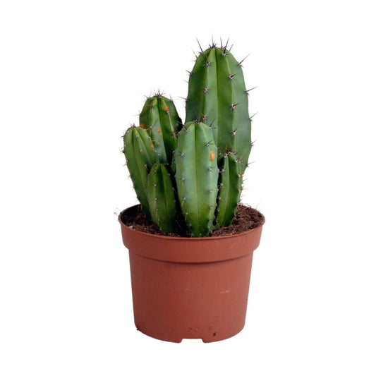 Polaskia chula 1 - LushLeaf | Online planten bestellen