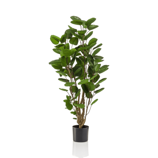Polyscias - Aralia | Kunstplant 1 - LushLeaf | Online planten bestellen
