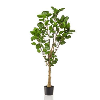 Polyscias - Aralia | Kunstplant 6 - LushLeaf | Online planten bestellen