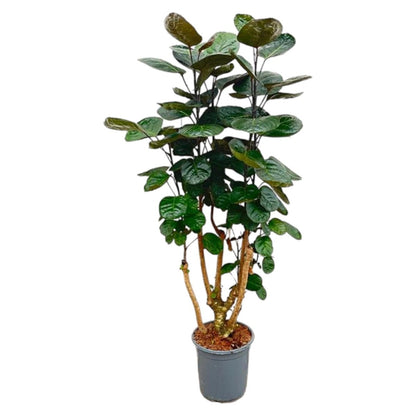 Polyscias Fabian 3 - LushLeaf | Online planten bestellen