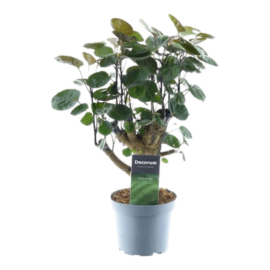 Polyscias Fabian 1 - LushLeaf | Online planten bestellen