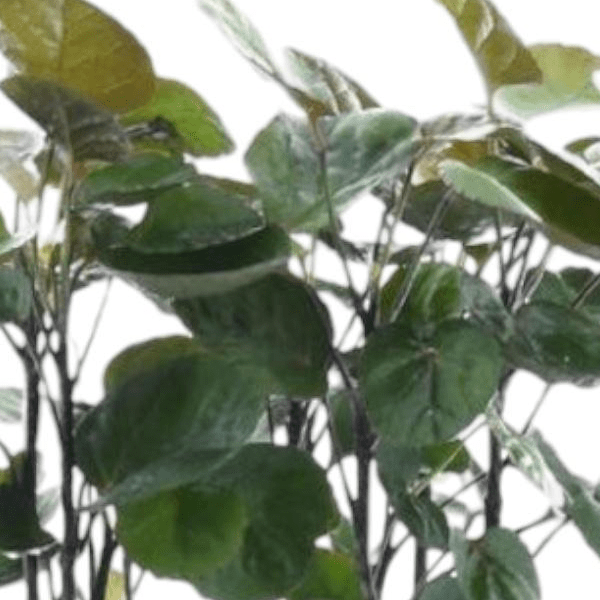 Polyscias Fabian 2 - LushLeaf | Online planten bestellen