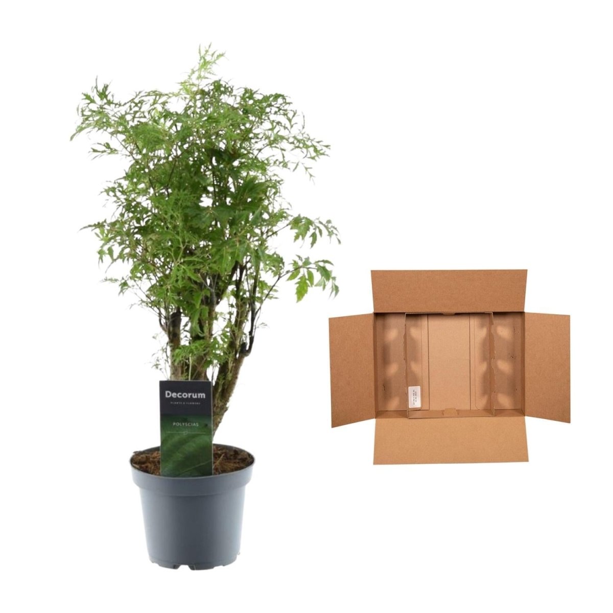 Polyscias Hawaiiana Ming 5 - LushLeaf | Online planten bestellen