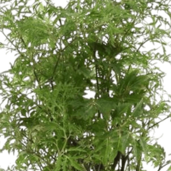 Polyscias Hawaiiana Ming 2 - LushLeaf | Online planten bestellen