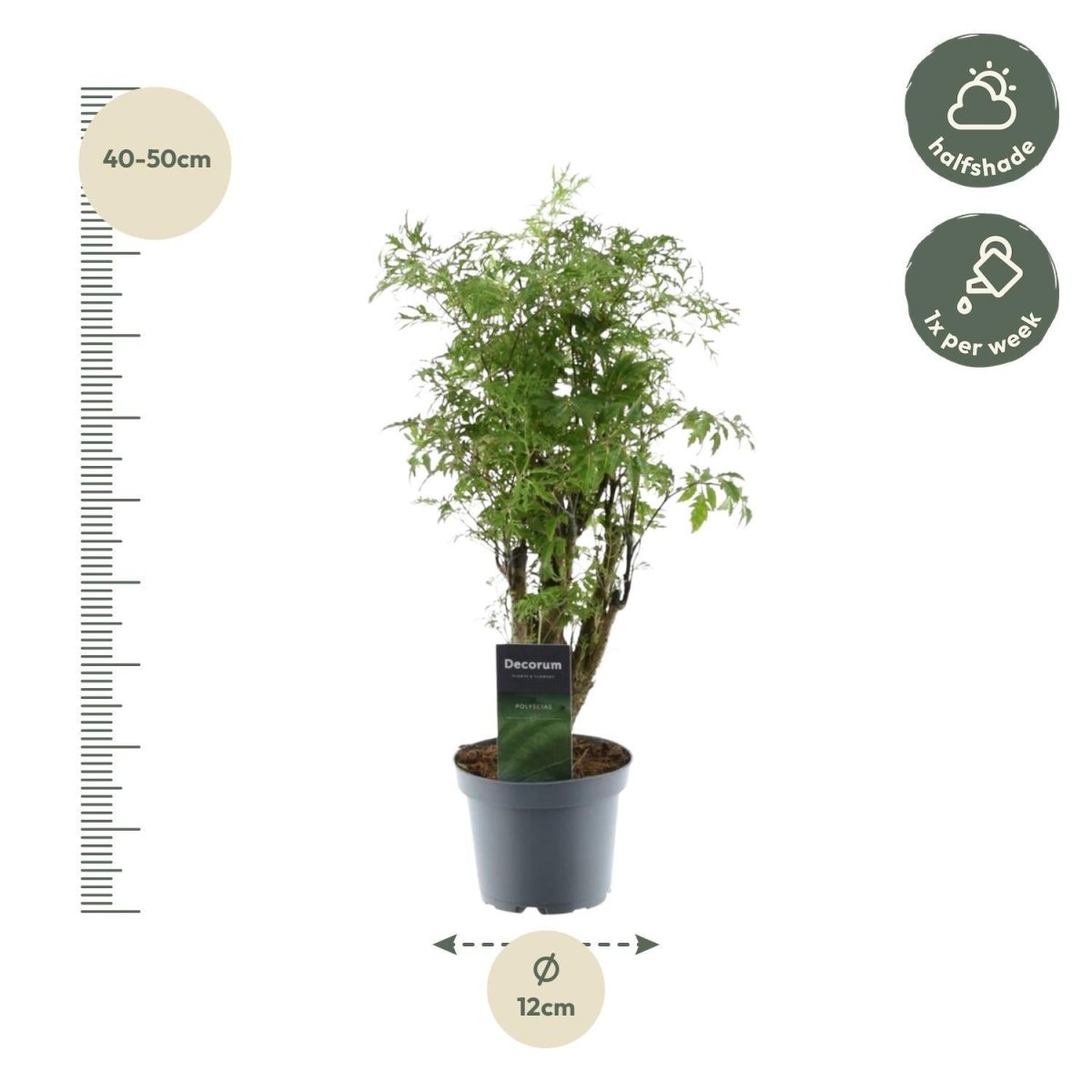 Polyscias Hawaiiana Ming 4 - LushLeaf | Online planten bestellen