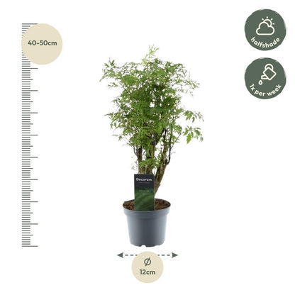 Polyscias Hawaiiana Ming 4 - LushLeaf | Online planten bestellen