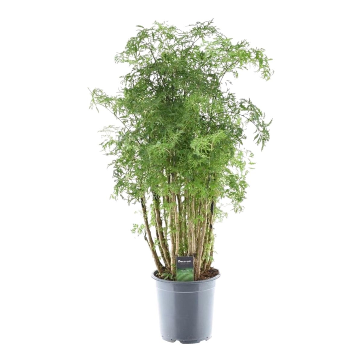 Polyscias Hawaiiana Ming 6 - LushLeaf | Online planten bestellen