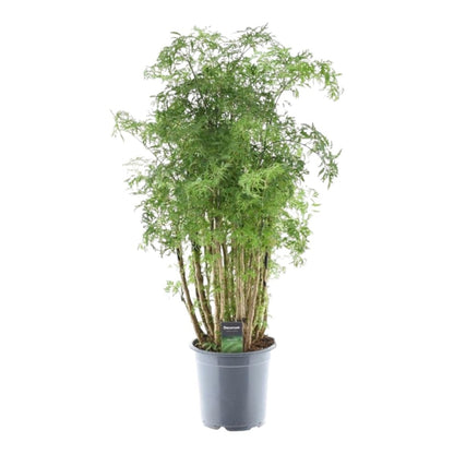 Polyscias Hawaiiana Ming 6 - LushLeaf | Online planten bestellen