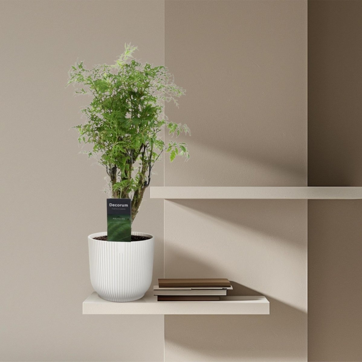 Polyscias Hawaiiana Ming 3 - LushLeaf | Online planten bestellen