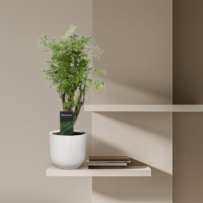 Polyscias Hawaiiana Ming 3 - LushLeaf | Online planten bestellen