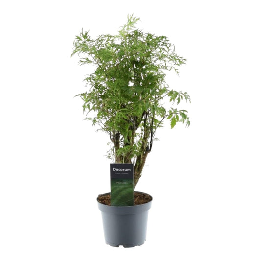 Polyscias Hawaiiana Ming 1 - LushLeaf | Online planten bestellen