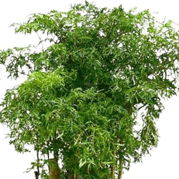 Polyscias Ming vertakt 2 - LushLeaf | Online planten bestellen