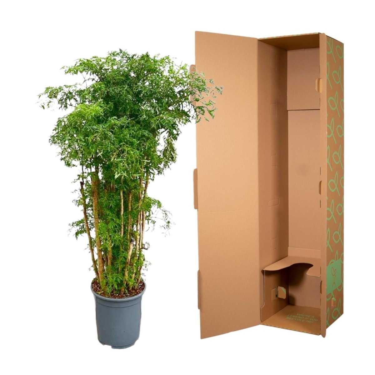 Polyscias Ming vertakt 5 - LushLeaf | Online planten bestellen