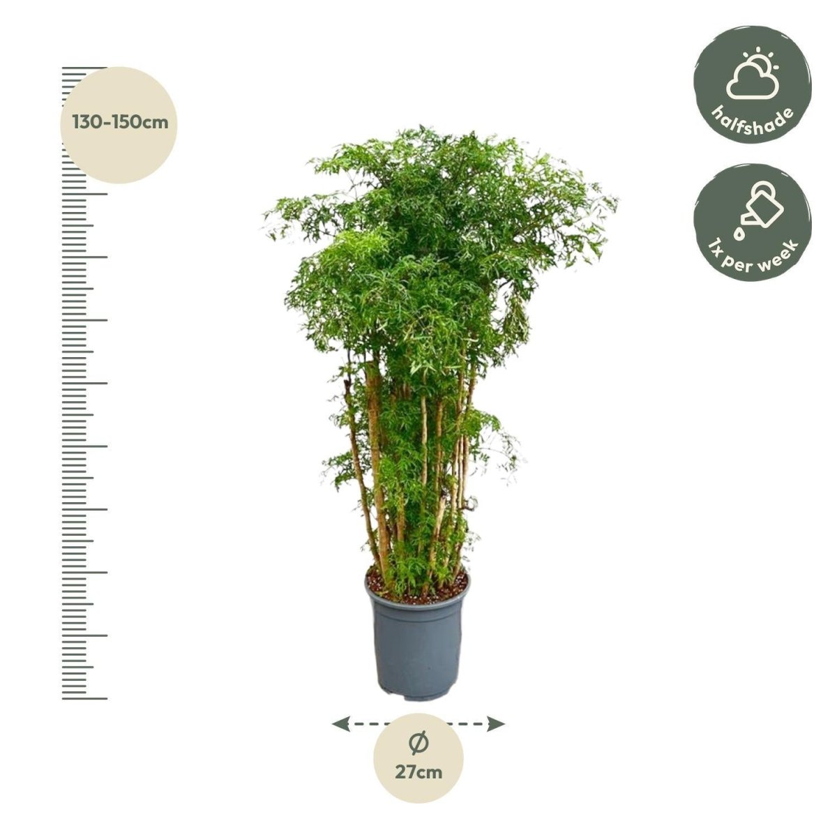 Polyscias Ming vertakt 4 - LushLeaf | Online planten bestellen