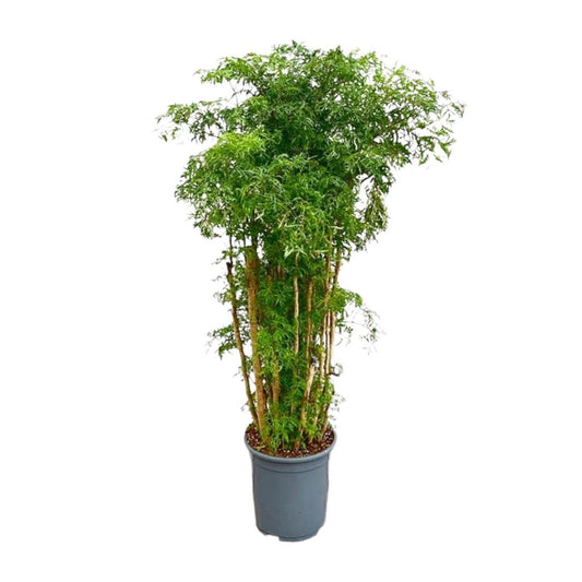 Polyscias Ming vertakt 1 - LushLeaf | Online planten bestellen