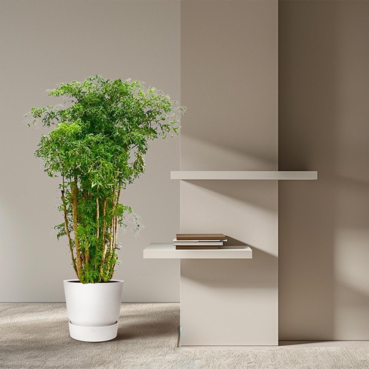 Polyscias Ming vertakt 3 - LushLeaf | Online planten bestellen