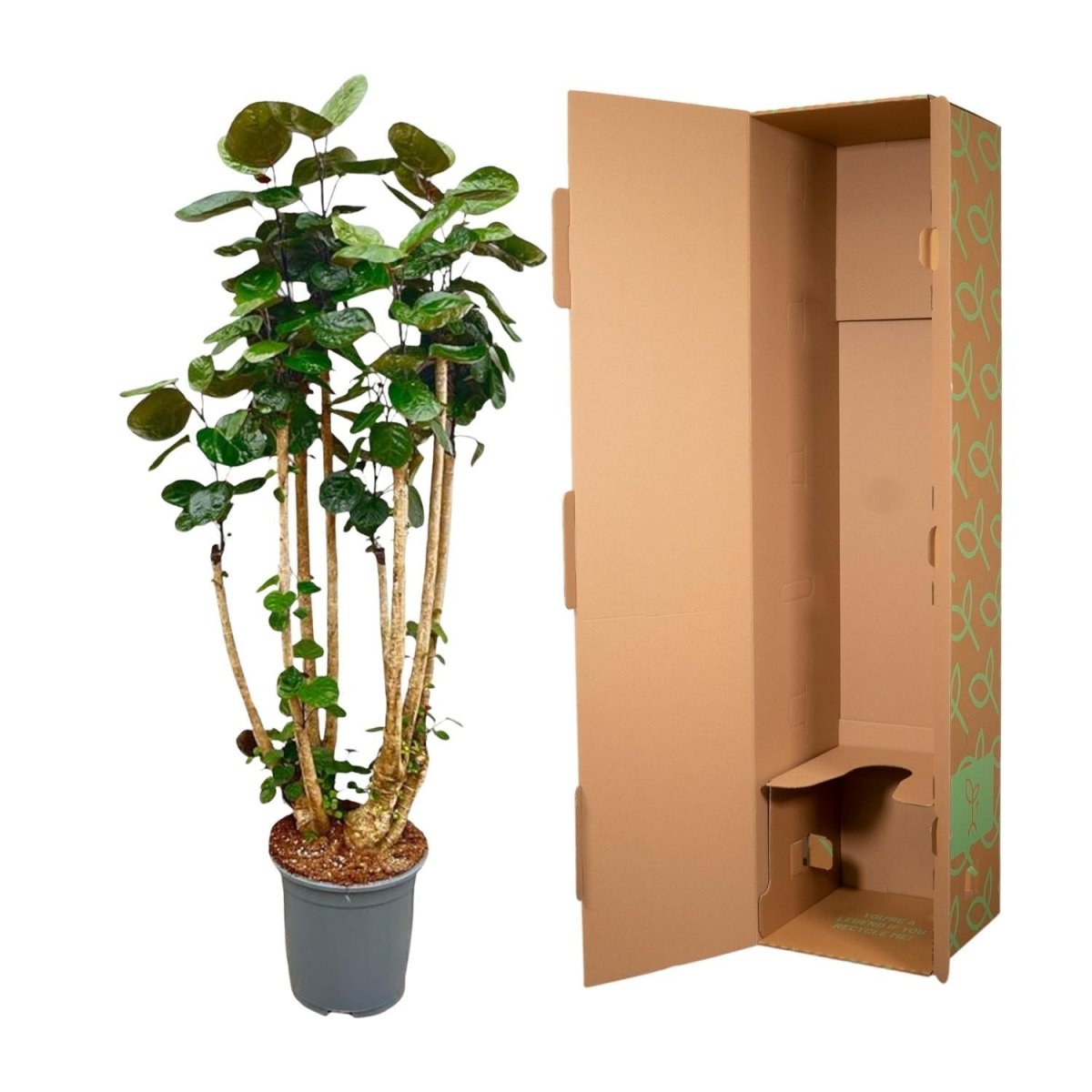Polysicas Fabian | XL 5 - LushLeaf | Online planten bestellen