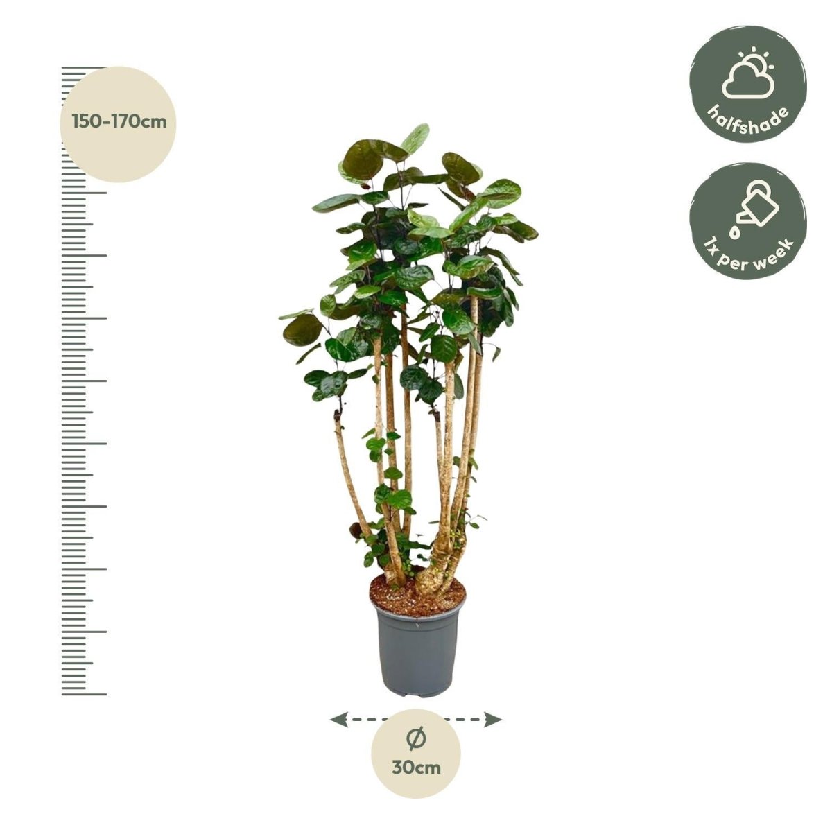 Polysicas Fabian | XL 4 - LushLeaf | Online planten bestellen