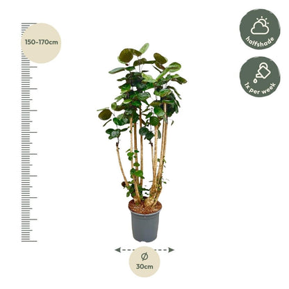 Polysicas Fabian | XL 4 - LushLeaf | Online planten bestellen