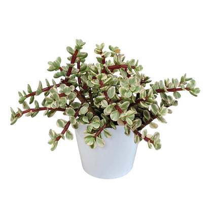 Portulacaria afra Variegata 4 - LushLeaf | Online planten bestellen