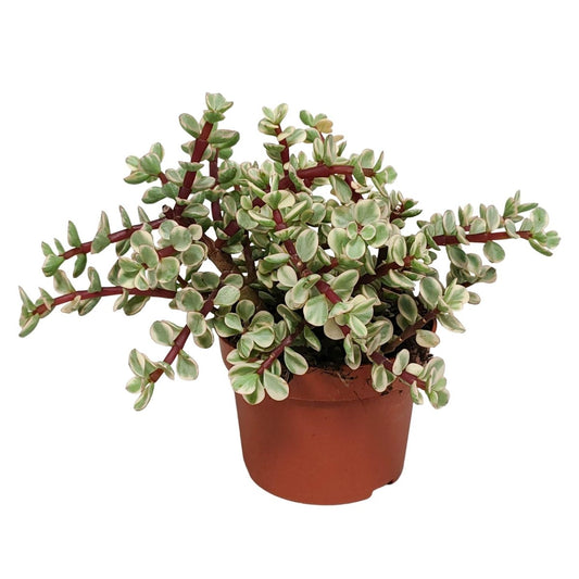 Portulacaria afra Variegata 1 - LushLeaf | Online planten bestellen