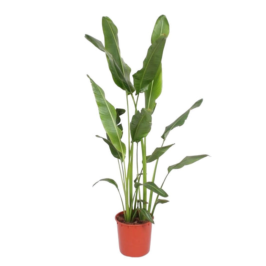 Ravenala Madagascariensis 1 - LushLeaf | Online planten bestellen