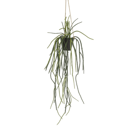 Rhypsalis - Koraalcactus | Kunstplant 1 - LushLeaf | Online planten bestellen