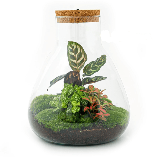 Sam Calathea met LED lamp | DIY terrarium 1 - LushLeaf | Online planten bestellen