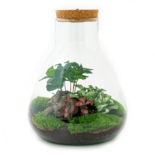 Sam Coffea met LED lamp | DIY terrarium 1 - LushLeaf | Online planten bestellen