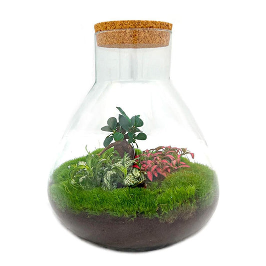 Sam L Bonsai | DIY Terrarium 1 - LushLeaf | Online planten bestellen